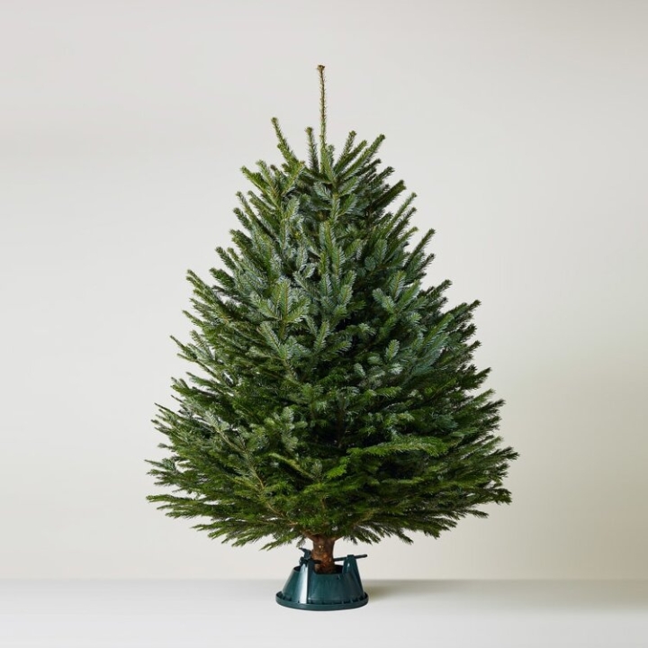 Nordmann Fir 10ft