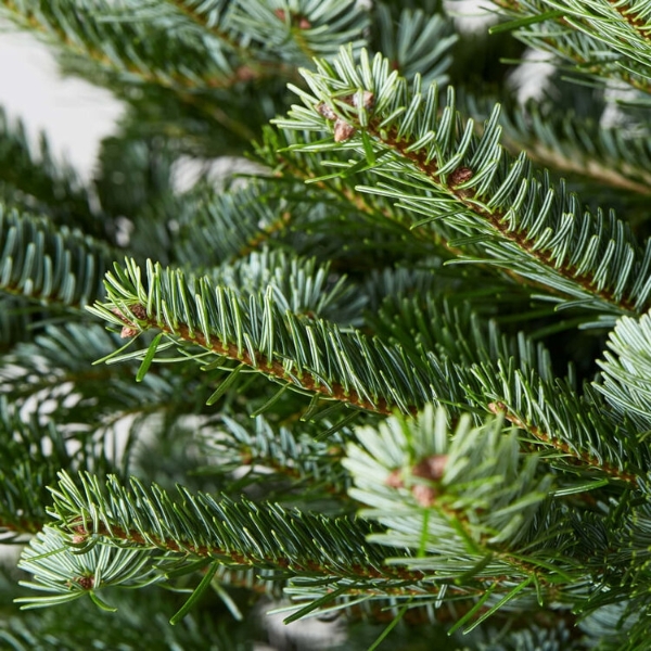 Nordmann Fir 10ft